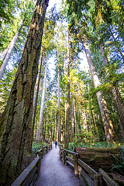 Cathedral Trail in MacMillan Provincial park, Vancouver Island, British Columbia, Canada.
