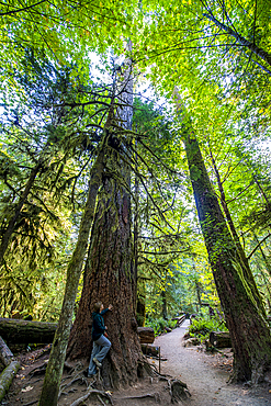 Cathedral Trail in MacMillan Provincial park, Vancouver Island, British Columbia, Canada.