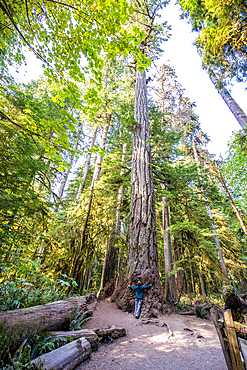 Cathedral Trail in MacMillan Provincial park, Vancouver Island, British Columbia, Canada.