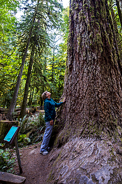 Cathedral Trail in MacMillan Provincial park, Vancouver Island, British Columbia, Canada.