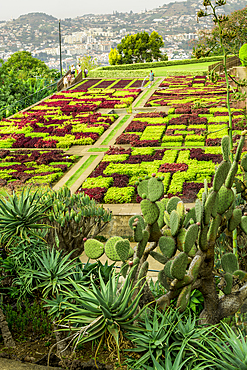 Choreographed gardes at Madeira Botanical Garden or Jardim botanico da madeira, Funchal, Madeira, Portugal.