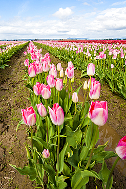 Tulips (Tulipa suaveolens) in the Skagit Valley Tulip Festival, Mount Vernon, Washington, USA.