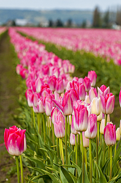 Tulips (Tulipa suaveolens) in the Skagit Valley Tulip Festival, Mount Vernon, Washington, USA.