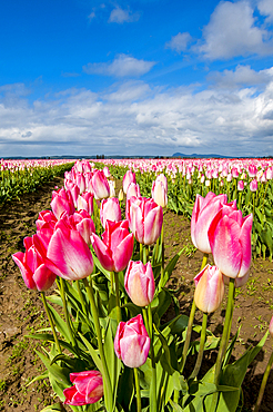 Tulips (Tulipa suaveolens) in the Skagit Valley Tulip Festival, Mount Vernon, Washington, USA.