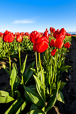Tulips (Tulipa suaveolens) in the Skagit Valley Tulip Festival, Mount Vernon, Washington, USA.