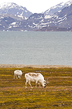 Reindeer at Ny Alesund, Svalbard Archipelago, Norway, Arctic, Scandinavia, Europe