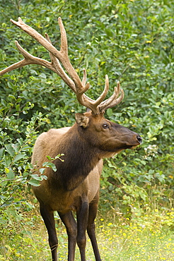 Roosevelt elk, Oregon, United States of America, North America