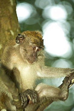 Langkawi Island, Malaysia, Southeast Asia, Asia