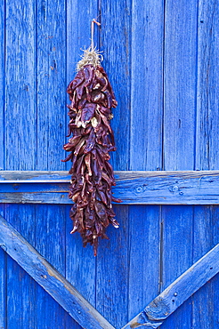 Red chilli peppers on barn door, New Mexico, United States of America, North America