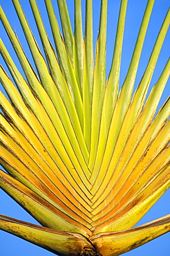 Traveler's palm, Bonaire, Netherlands Antilles, Caribbean, Central America