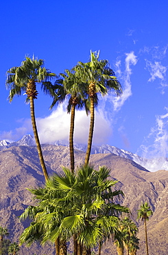 Palm trees with San Jacinto Peak in background, Palm Springs, California, United States of America, North America