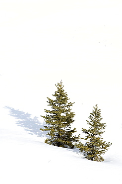 Christmas outdoor scene of snow and pine trees