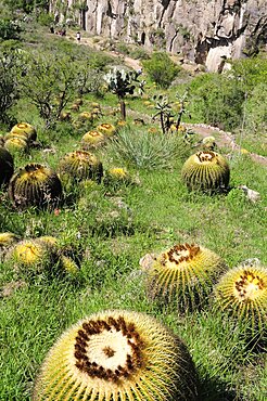 Mexico, Bajio, San Miguel de Allende, Botannical Gardens Barrel cactus growing on rocky slope.