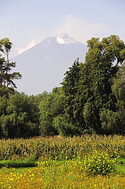 Mexico, Puebla, Popocatepetl, View of Popocatepetl volcanic cone with trees flowers and crops growing in foreground.