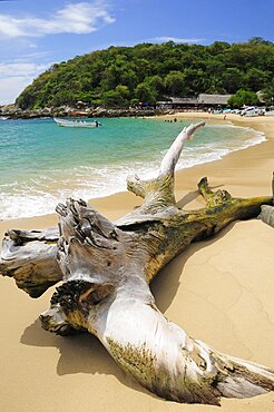 Mexico, Oaxaca, Puerto Escondido, Puerto Escondido Bleached tree stump on sand at Playa Manzanillo beach with tourist boats people and tree covered headland beyond.