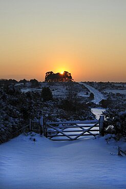 England, East Sussex, Ashdown Forest, Snow covered Camp Hill tree clump in winter with sun shining through trees on the horizon