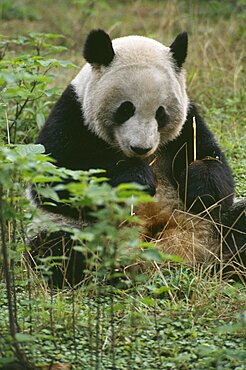 WILDLIFE Bears Panda Giant Panda sitting on the ground eating bamboo at Chengdu Zoo