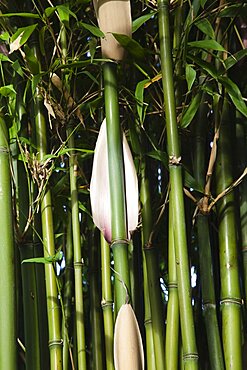 Plants, Bamboo, Close up of Semiarundinaria Fastuosa Bamboo growing in urban garden.