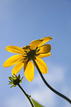 Plants, Flowers, Rudbeckia, Rudbeckia laciniata Herbstsonne green headed coneflower.