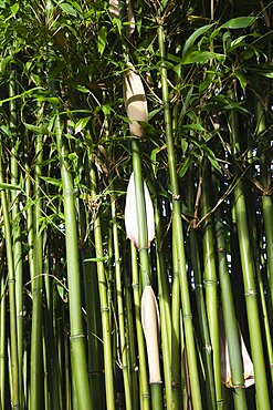 Plants, Bamboo, Close up of Semiarundinaria Fastuosa Bamboo growing in urban garden.