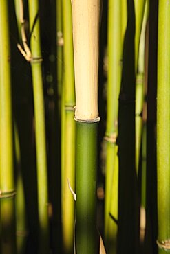 Plants, Bamboo, Close up of Semiarundinaria Fastuosa Bamboo growing in urban garden.