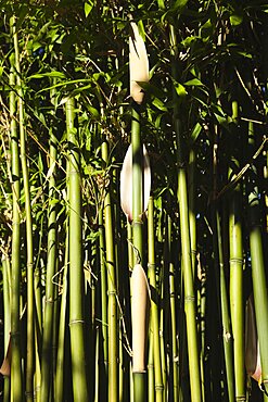 Plants, Bamboo, Close up of Semiarundinaria Fastuosa Bamboo growing in urban garden.