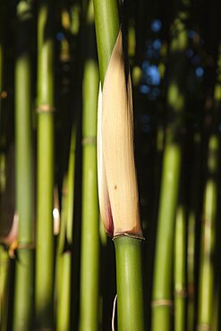 Plants, Flowers, Bamboo, Close up of Semiarundinaria Fastuosa Bamboo growing in urban garden.