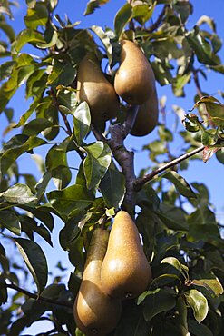 Plants, Fruit, Pears, Conference Pears growing on tree.