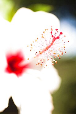 Plants, Flowers, White Hibiscus flower with detail of vivid red pistil and stamen.