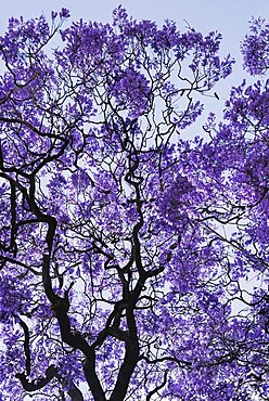 Portugal, Estremadura, Lisbon, Detail of Jacaranda tree.