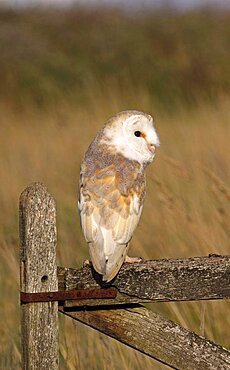 Animals, Birds, Owls, Barn owl Tyto alba Perched On Old Farm Gate in field South West England UK.