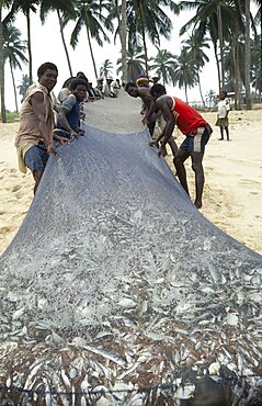 GHANA  General Men pulling fishing nets full of fish out of sea.