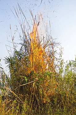 Bangladesh, Chittagong Division, Bandarban, Bamboo burning in the traditional slash and burn style of juma agriculture.