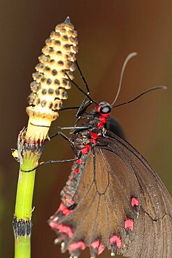 Insects, Butterfly, Barred Horsetail, Close up of Butterfly on Equisetum Japonicum.