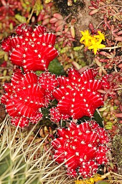 Plants, Cactus, Close up of Hibotan or Moon cactus, Gymnocalycium mihanovichii friedrichi.