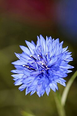 Plants, Flowers, Cornflower, Cornflower, Centaurea