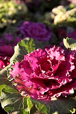 Plants, Flowers, Ornamental Kale, Brassica oleracea,in bright sunshine.