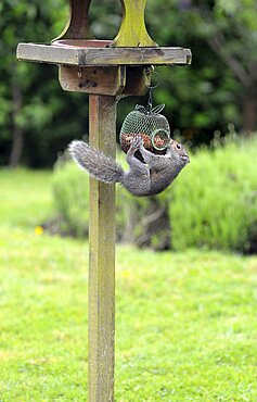 Animals, Rodents, Squirrel, Common Grey Squirrel trying to get peanuts out of a secure bird feeder attached to a bird table.