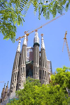 Spain, Catalonia, Barcelona, The spires of the basilica church of Sagrada Familia deisigned by Antoni Gaudi seen through the branches of a tree in the Eixample district.