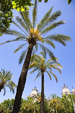 Spain, Catalonia, Barcelona, Tall palm trees against a blue sky in Parc de la Ciutadella in the Old Town district.