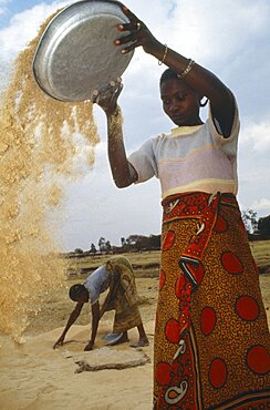 TANZANIA  Farming Woman winnowing rice.