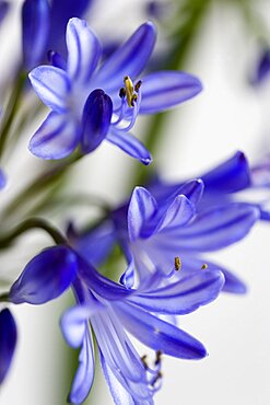 African lily, Agapanthus, purple flowers with prominent yellow stamen against a white background.