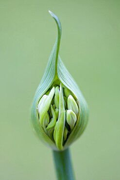 African lily, Agapanthus, white flowers emerging on a flowerhead against a green background.