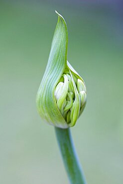 African lily, Agapanthus, white flowers emerging on a flowerhead against a green background.