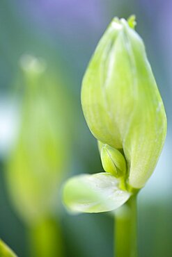 Summer hyacinth, Galtonia candicans, green upright stem with flowers emerging from green buds.