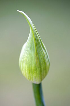 African lily, Agapanthus, a flower bud against a green background.