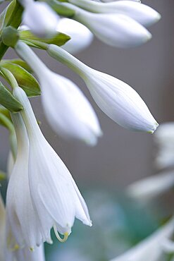 Plantain lily, Hosta, white pendulous flowers growing on a plant against a green background.