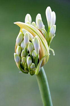 African lily, Agapanthus, white flowers emerging on an umbel shaped flowerhead against a green background.