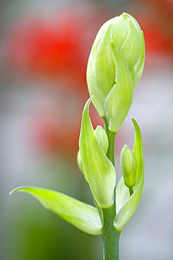 Summer hyacinth, Galtonia candicans, green upright stem with flowers emerging from green buds.