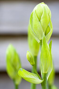 Summer hyacinth, Galtonia candicans, green upright stems with flowers emerging from green buds.